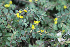 Crotalaria hebecarpa